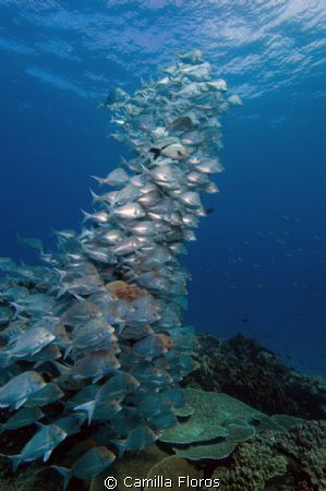 School of slinger and humpback snapper hang over the reef by Camilla Floros 