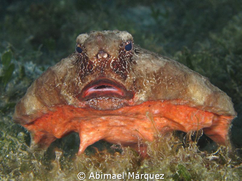 The Batfish by Abimael Márquez 