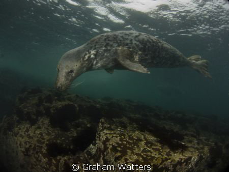 A Seal taken at the Farn Islands in the UK by Graham Watters 