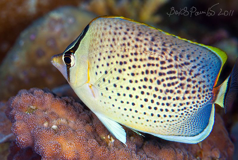 Peppered Butterflyfish in Digga Thila - South Ari Atoll
... by Boris Pamikov 