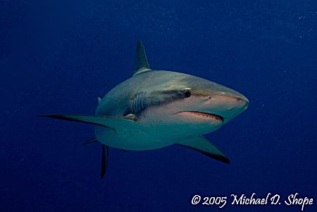Taken in the Bahamas with a Canon 20D and dual DS125 stro... by Michael Shope 