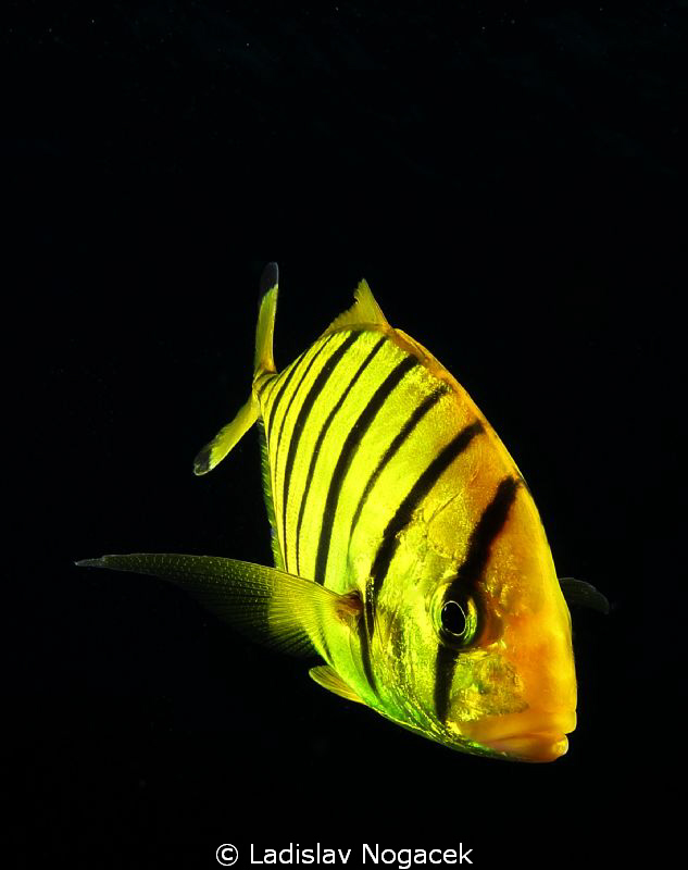 yellow zebra :) by Ladislav Nogacek 