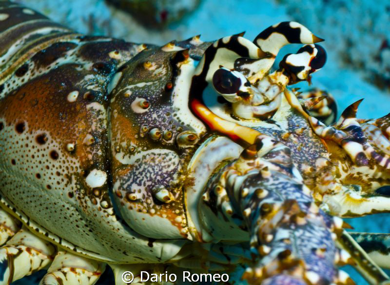 Panulirus argus- Langosta caribeña
D90, 60mm macro, ikel... by Dario Romeo 