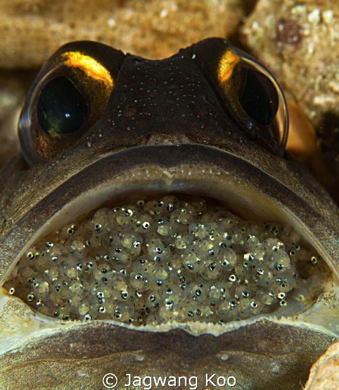 Jawfish with eggs by Jagwang Koo 