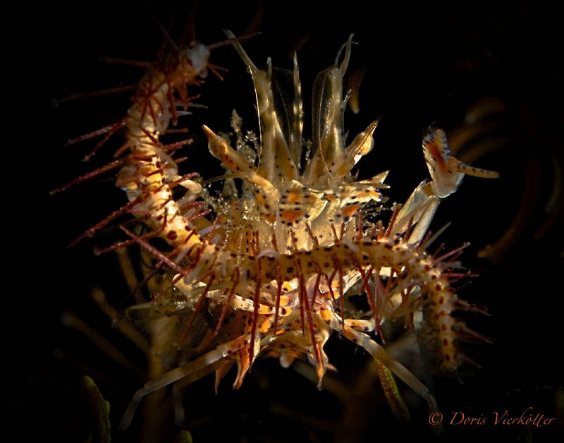 You see? MY FOOD! by Doris Vierkoetter 