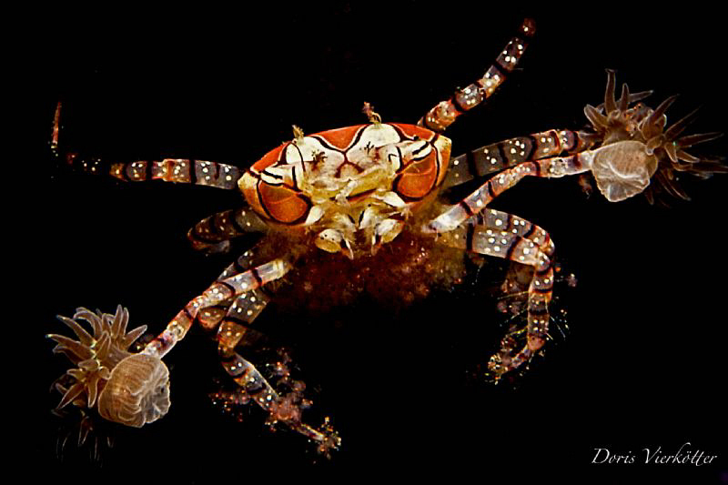 How many boxies do you see? by Doris Vierkoetter 