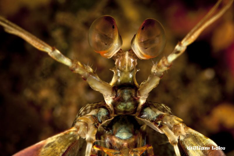 X-Shrimp by William Loke 