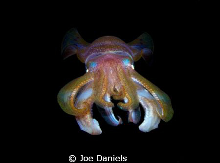 This image was taken with a 10-17mm fish eye. The squid w... by Joe Daniels 