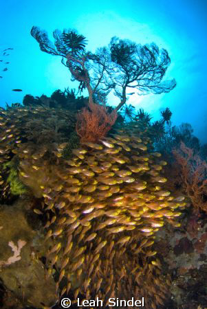 Schooling fish, and glassfish on a coral bommie in partic... by Leah Sindel 