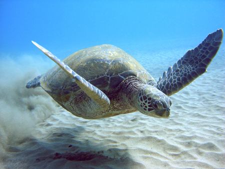 Shot in Maui at Black Rock about 50 feet out from the sho... by Eric Roderick 