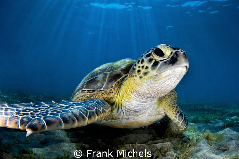 Ray of Light by Frank Michels 