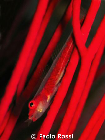 Bryaninops sp.
The cannibal! It's eating one of its simi... by Paolo Rossi 