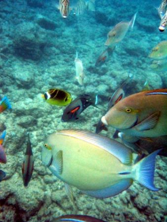 Snorkeling in Kauai at Poipu Beach, October 2004. by Jennifer Bukey 