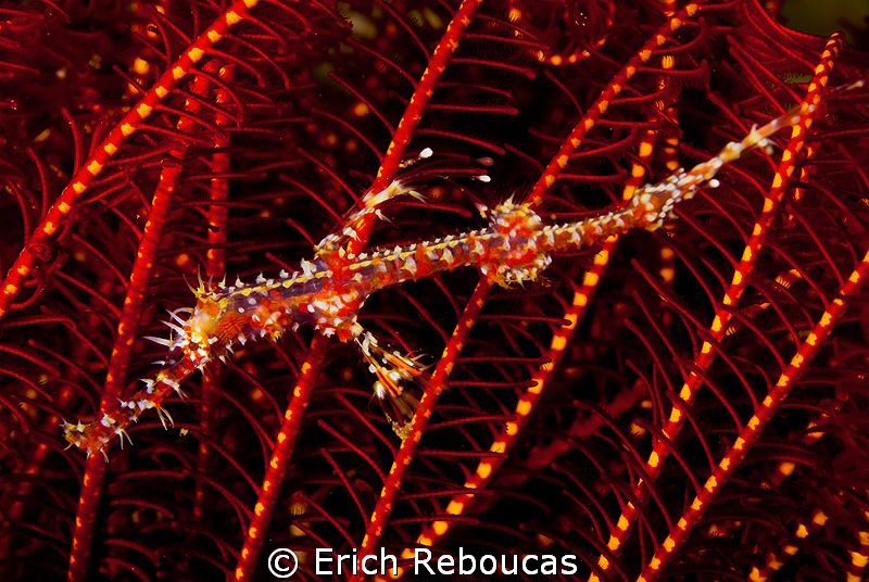 Ornate Ghostpipefish by Erich Reboucas 