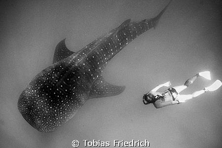 Snorkler with Whaleshark. by Tobias Friedrich 