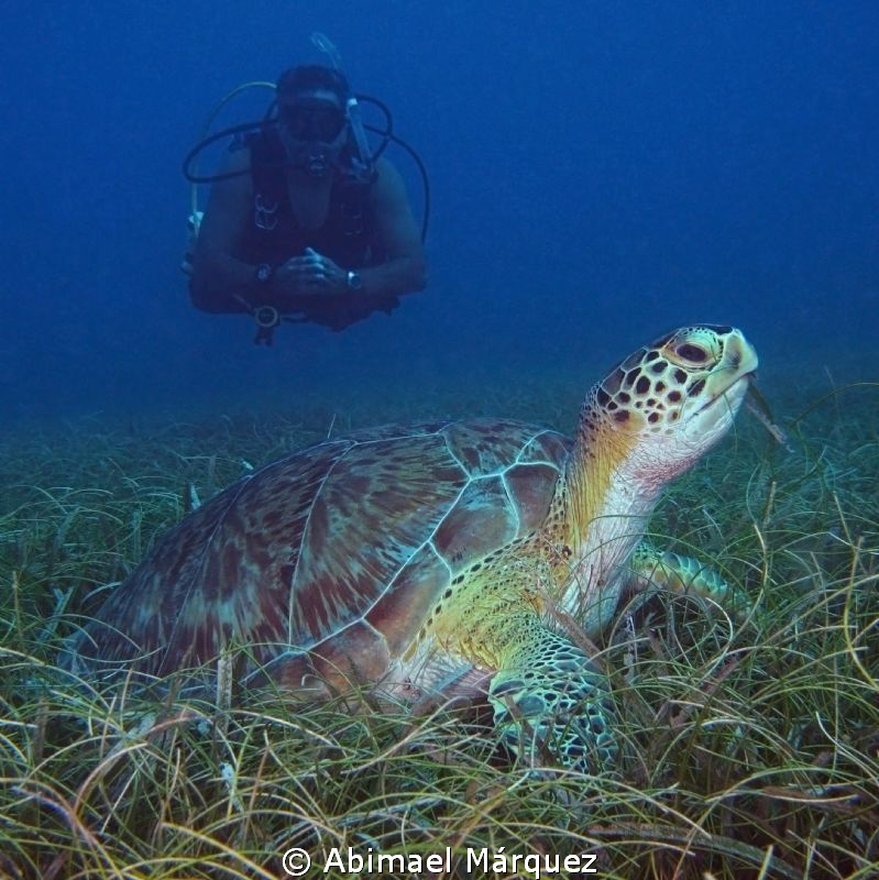Willy and the Green Turtle. by Abimael Márquez 