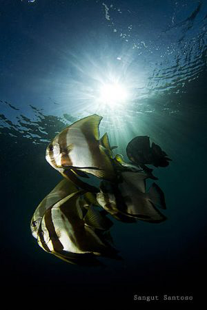 Batfishes by Sangut Santoso 