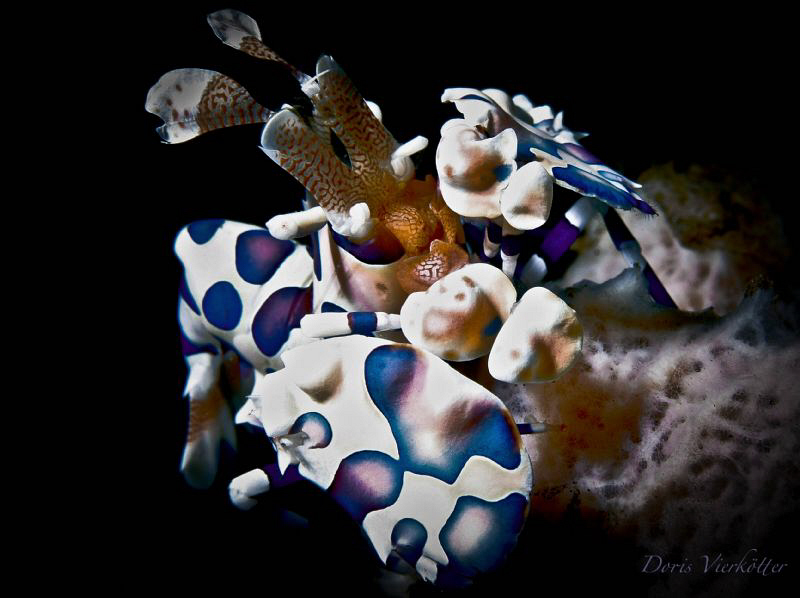 I'm blue dobbeldiedobbeldei... by Doris Vierkoetter 