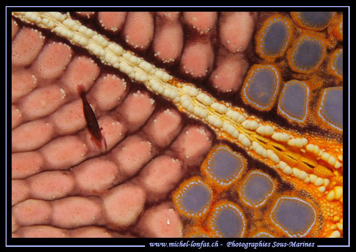 Little shrimp on sea urchin... in the water's of Lembeh S... by Michel Lonfat 