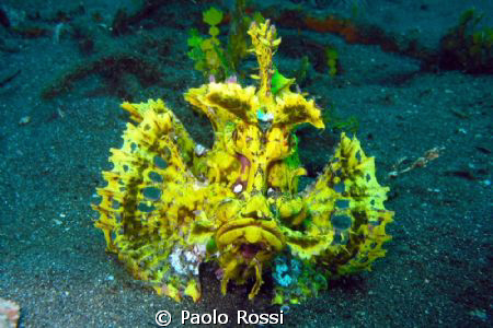 Rhinopias eschmeyeri	- Eschmeyer's scorpion fish by Paolo Rossi 