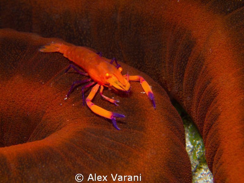 Periclemenes imperator on oloturia by Alex Varani 