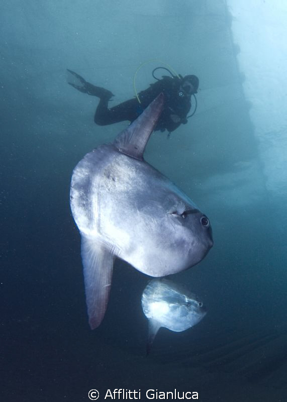 mola mola by Afflitti Gianluca 