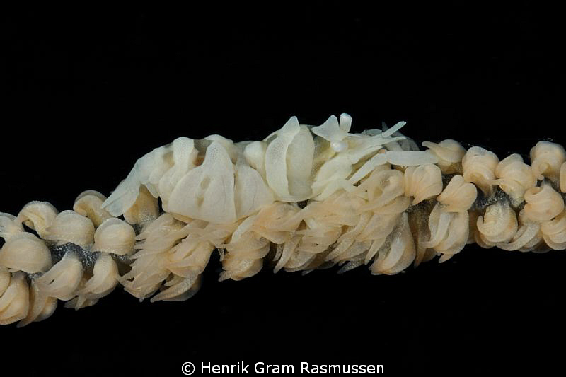 Zansibar Shrimp by Henrik Gram Rasmussen 