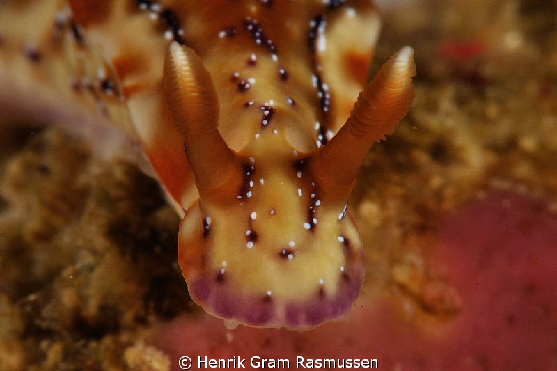 Cromadoris closeup by Henrik Gram Rasmussen 