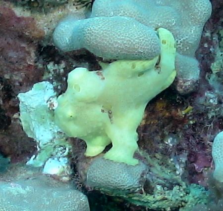 Kona, frogfish blending in. by Mike Bisnett 