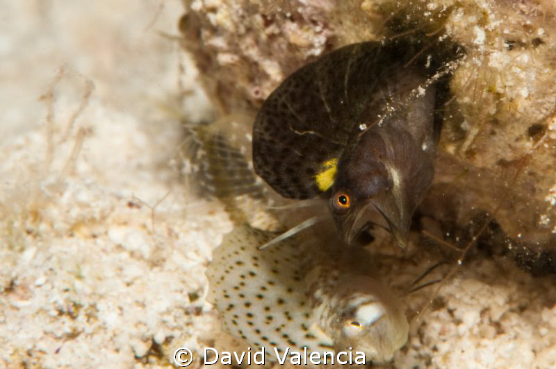 These two sailfin blennies were having a disagreement. Th... by David Valencia 