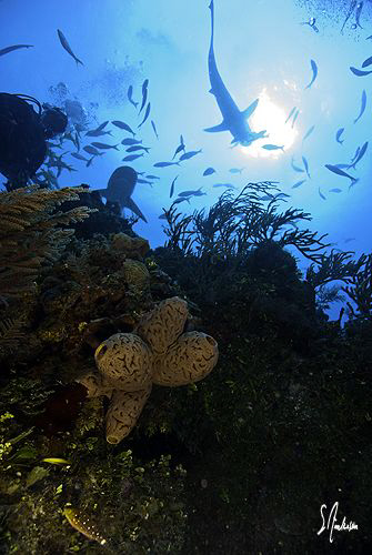 This image was taken while moving up off edge of the reef... by Steven Anderson 
