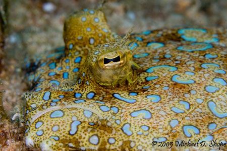 What are you looking at? Taken in the Bahamas with Canon ... by Michael Shope 