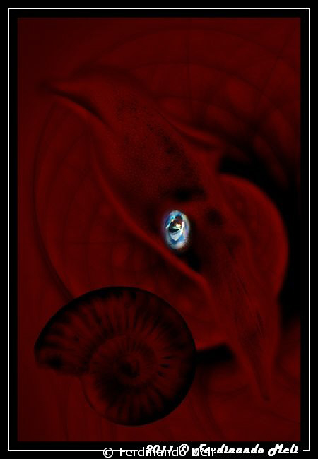 Ammonite ancestor of the squid. by Ferdinando Meli 