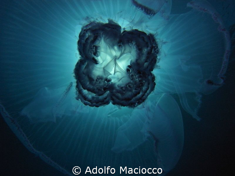 Jelly details by Adolfo Maciocco 