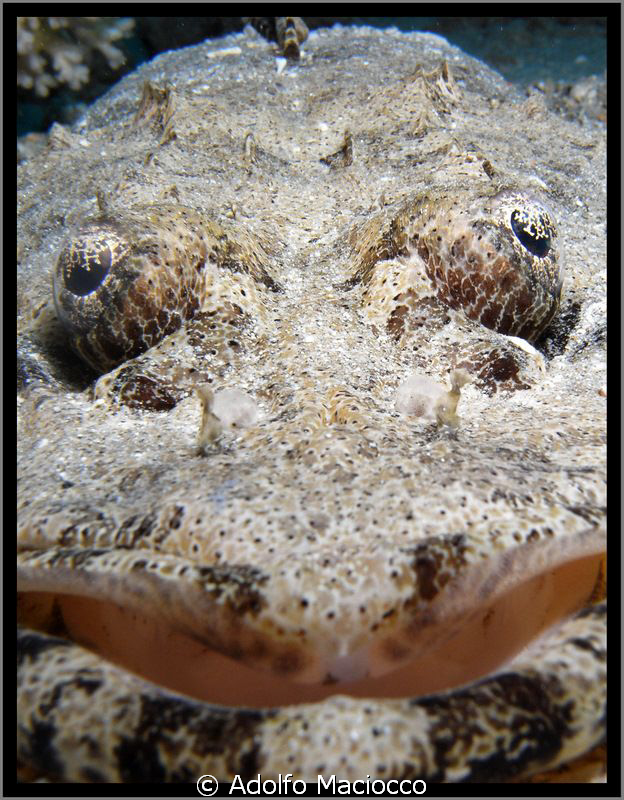 Flathead crocodile portrait by Adolfo Maciocco 