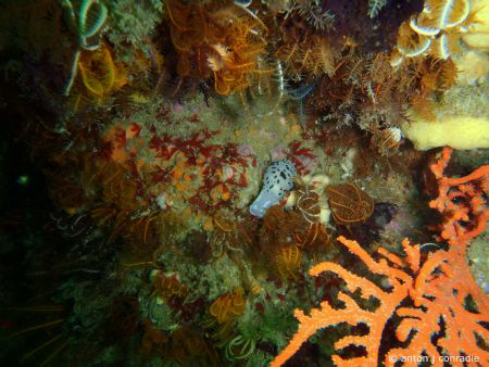 just one of the many beautiful sea creatures by Anton Conradie 