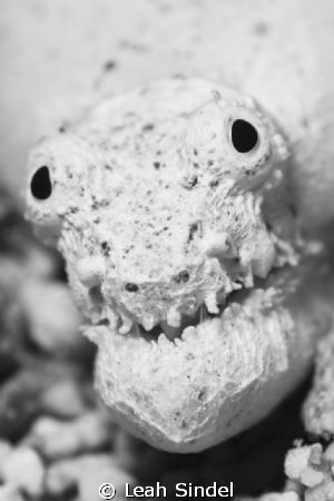 Shrunken Skull (or Head of a Crocodile Snake Eel.) by Leah Sindel 