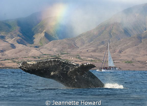 Rainbow Breach on Maui by Jeannette Howard 