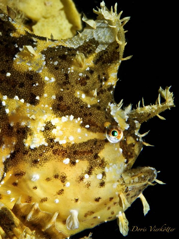 Sargassum in the ocean by Doris Vierkoetter 