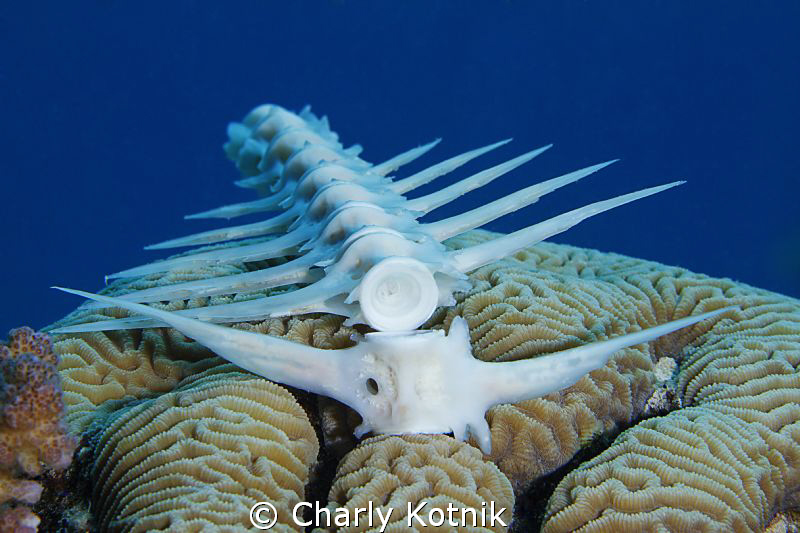 Fish bone... by Charly Kotnik 