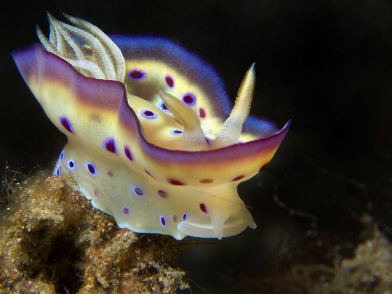 Chromodoris kunei by Alex Varani 