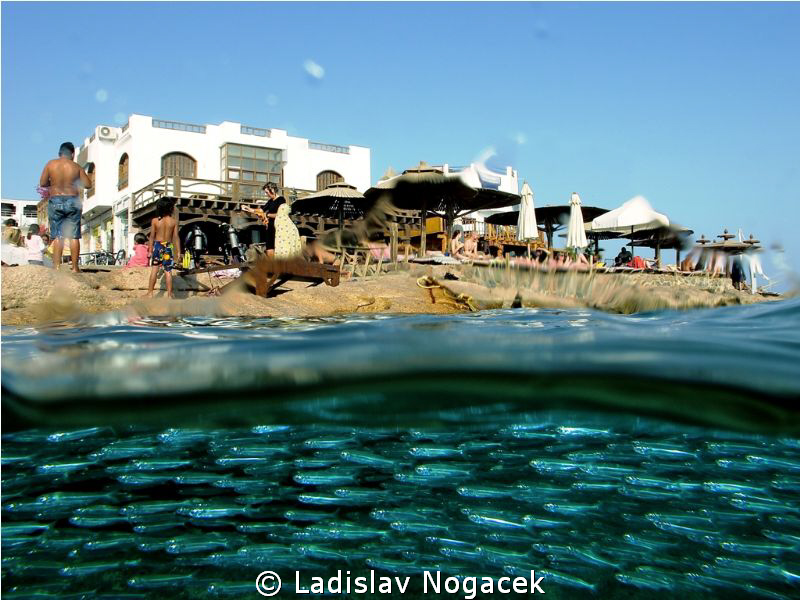 dahab always full off fish by Ladislav Nogacek 