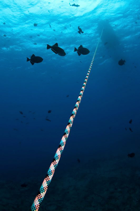 The way up; The ubiquitous Ascension Island Black Durgon ... by Paul Colley 
