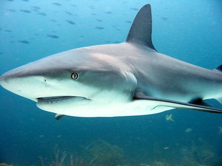 Bahamas - Stuart Cove's Shark Dive by Eric Roderick 