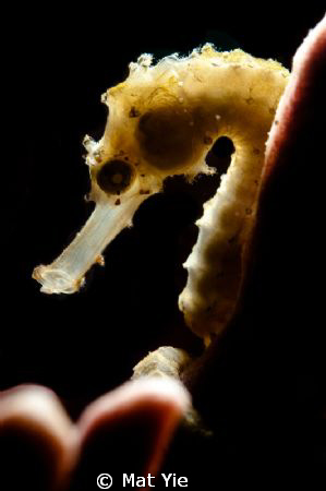 back light of Seahorse on the sponge. by Mat Yie 