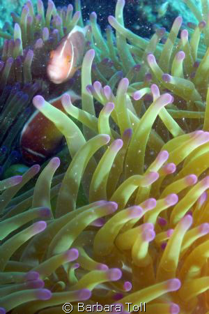 Some pink anemonefish who stuck around to pose for me.  S... by Barbara Toll 