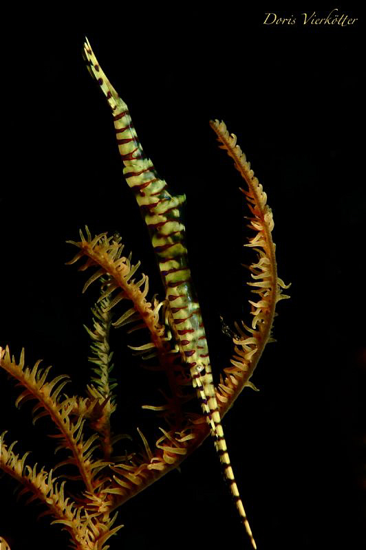 Yellow stick alive by Doris Vierkoetter 
