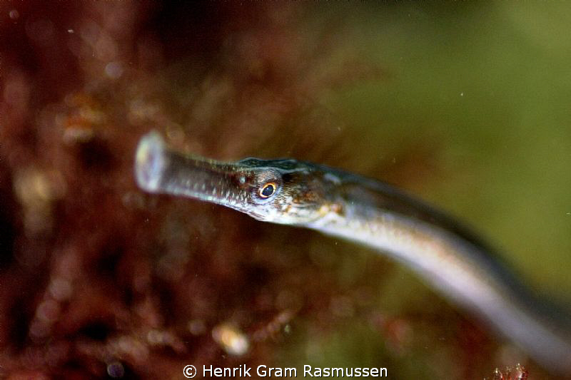 Nordic Pipefish by Henrik Gram Rasmussen 