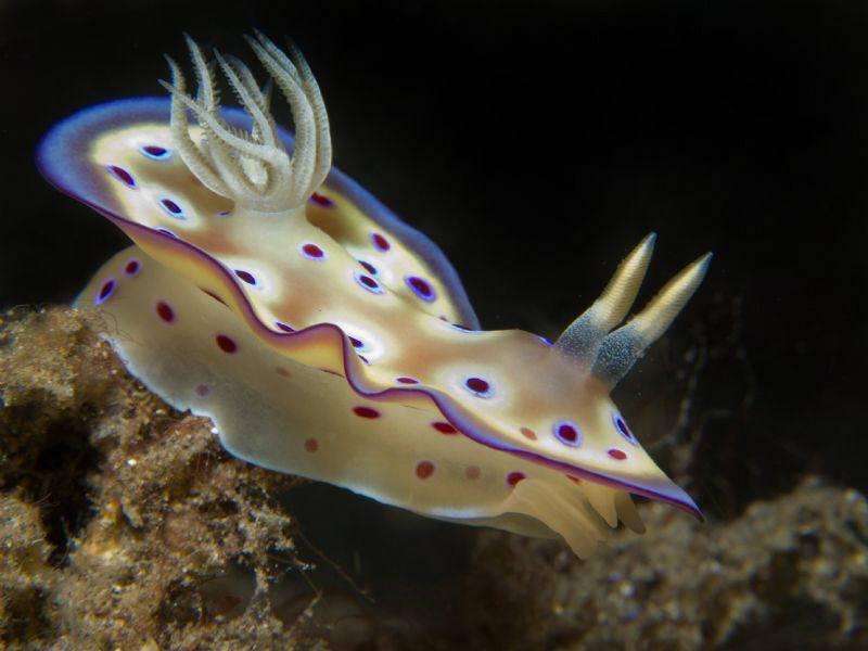 Chromodoris kunei by Alex Varani 