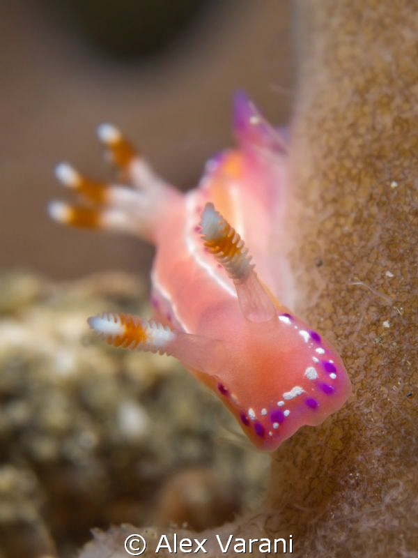 Thorunna australis by Alex Varani 